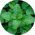acheter menthe Ramadan